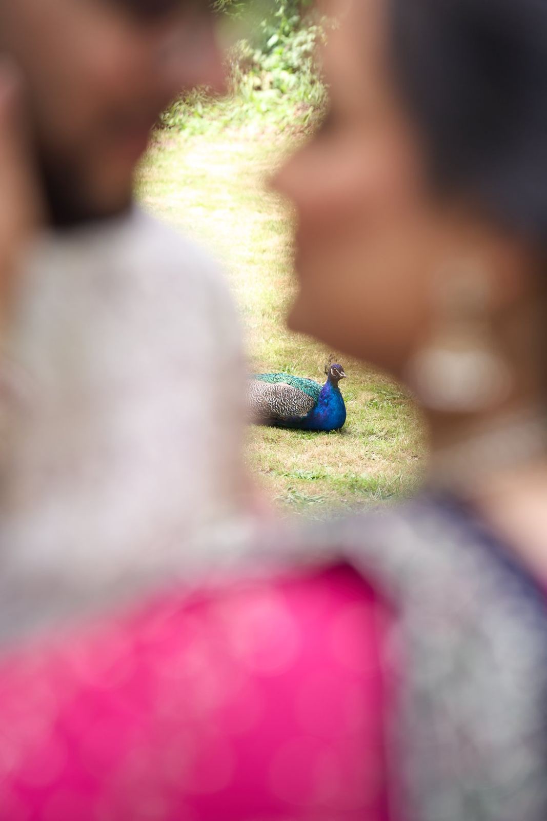 Jayen & Dhruvi pre-wedding shoot at Holland Park — pre-wedding photography by Heston Photo